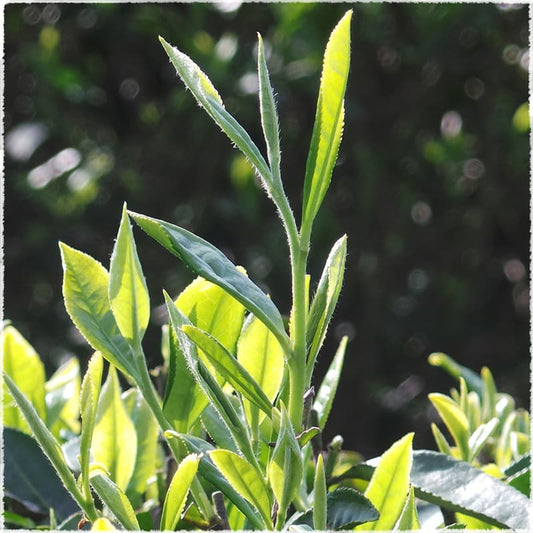 6 Tips To Identify Aged White Tea