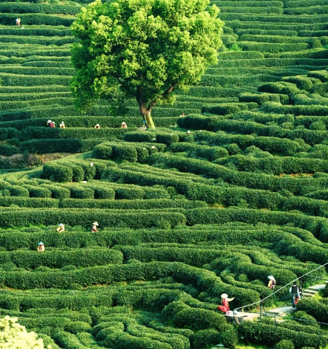 Unlock the Secrets of Chinese Tea: Discover the Wellness Wonders at Tea Place