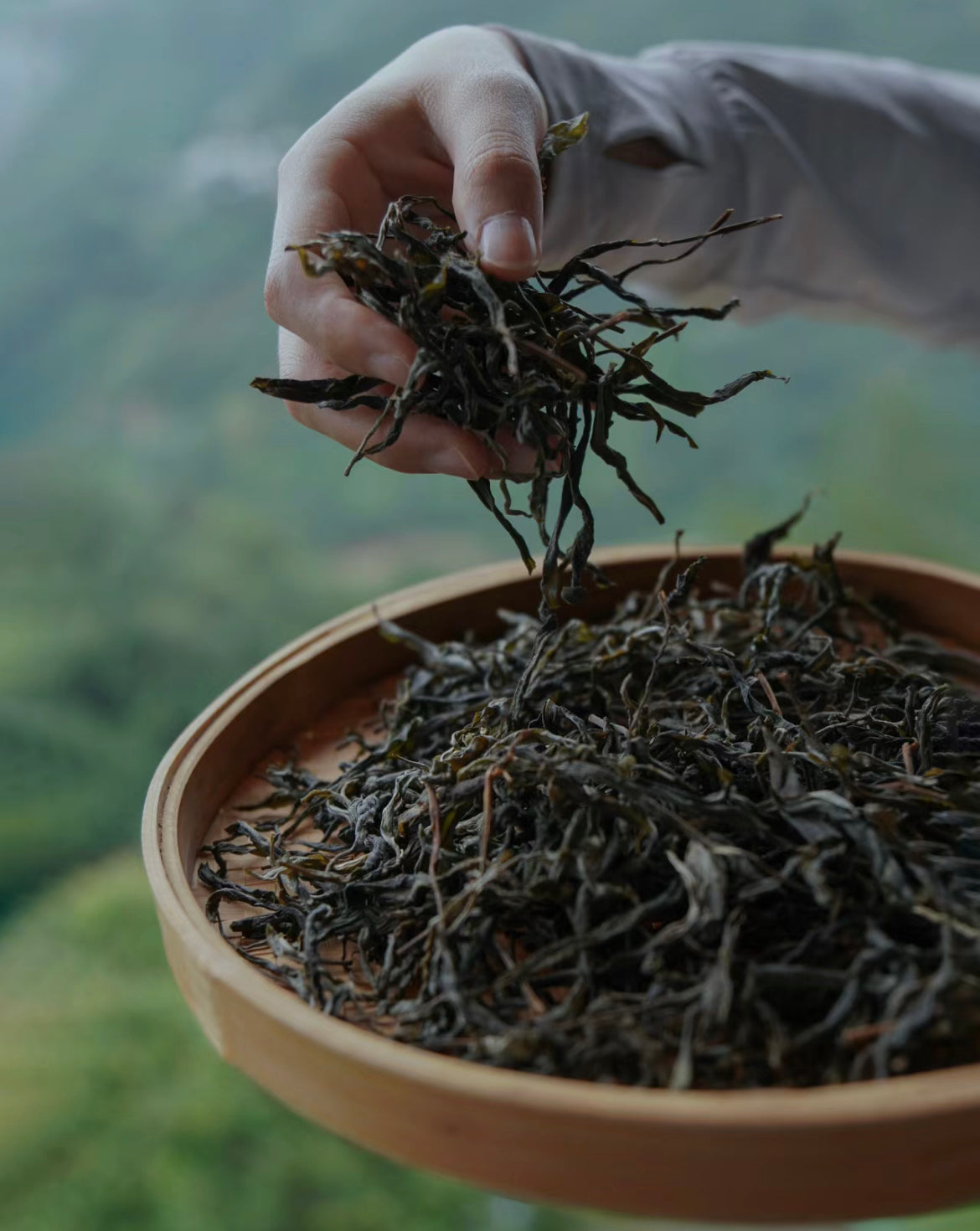 ChineseTea,Lapsang Souchong,chinese tea set,white tea,chinese culture ...
